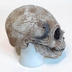 Skull Mask | Movable Jaw, Open-Face & Full-Head Coverage